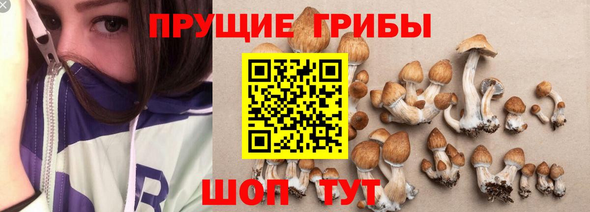 Кинешма  Псилоцибиновые грибы мицелий  Псилоцибиновые грибы Psilocybine cubensis  Вход с VPN 